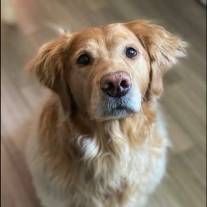 Meet your Posher, Harry